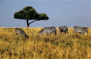 Zebra Tree  Kenya